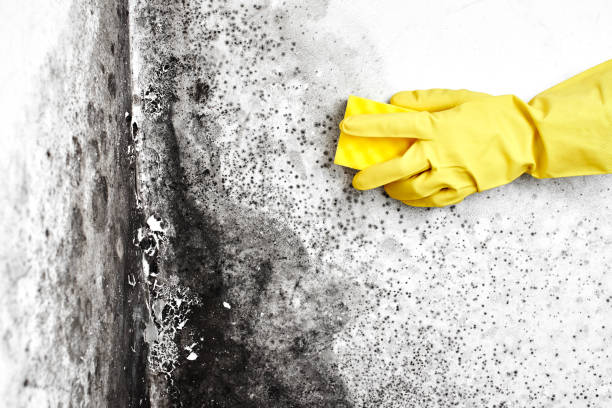 Best Health and Safety Mold Remediation in Liberty, NC