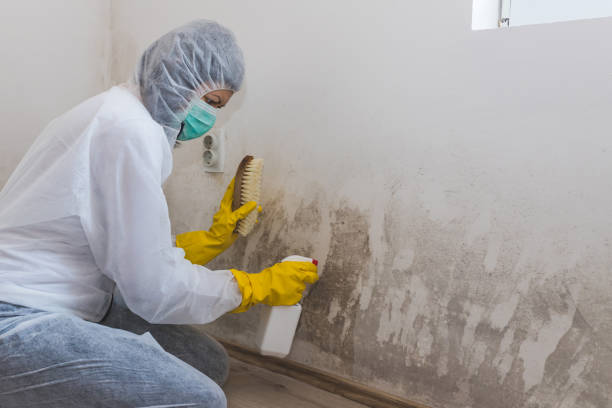 Best Localized Mold Remediation (e.g., coastal areas, humid climates) in Liberty, NC