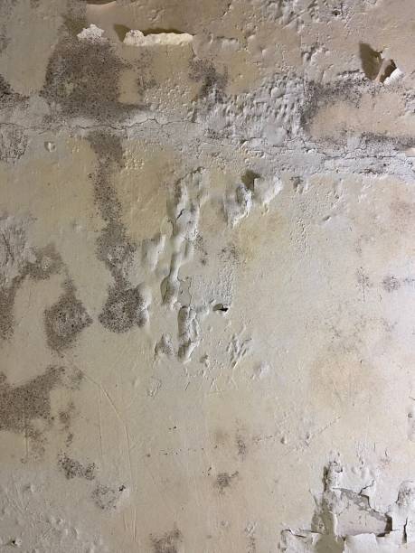Best Mold Testing and Inspection Services in Liberty, NC