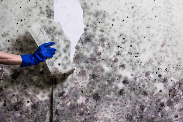 Best Health and Safety Mold Remediation in Liberty, NC